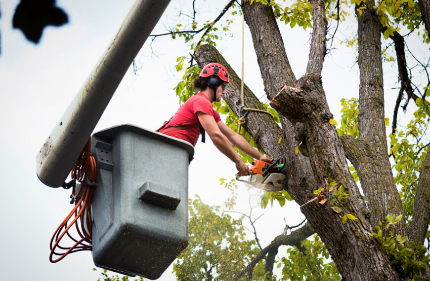 Building Skills for Safe and Effective Tree Management